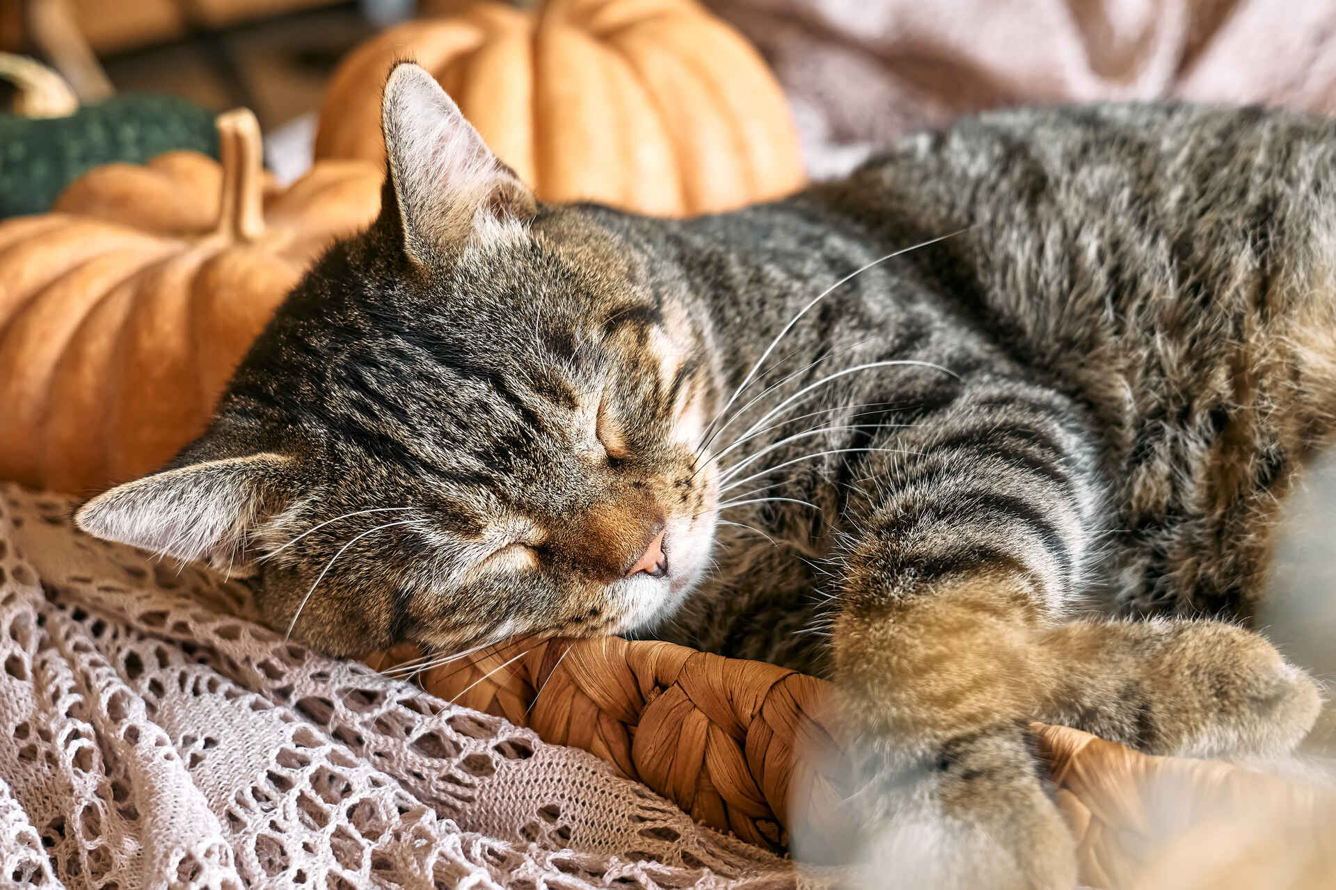 A cat sleeping in a wicker basket