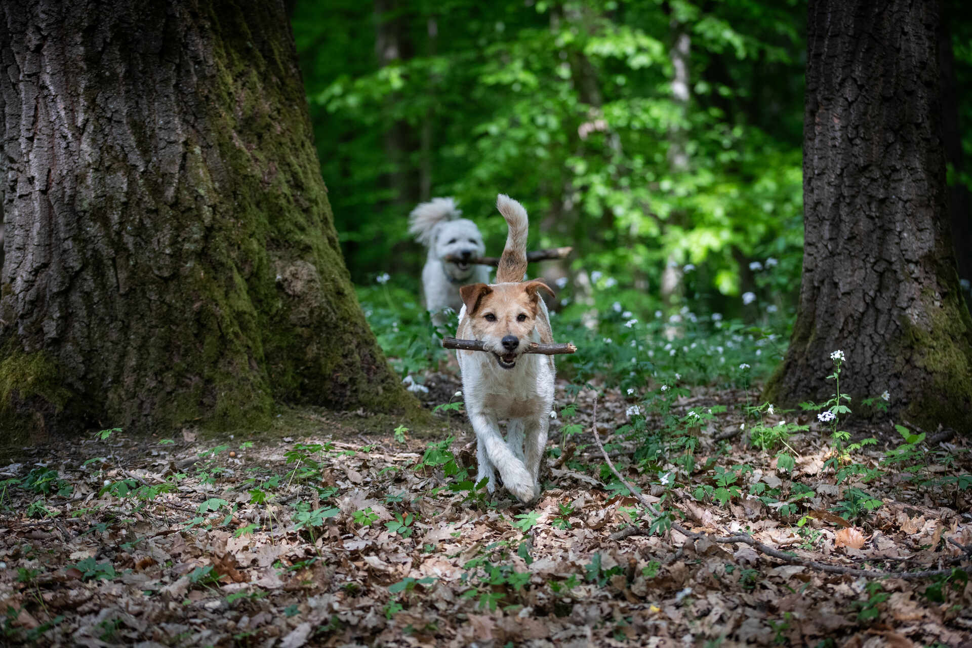 Two dogs playing in the woods