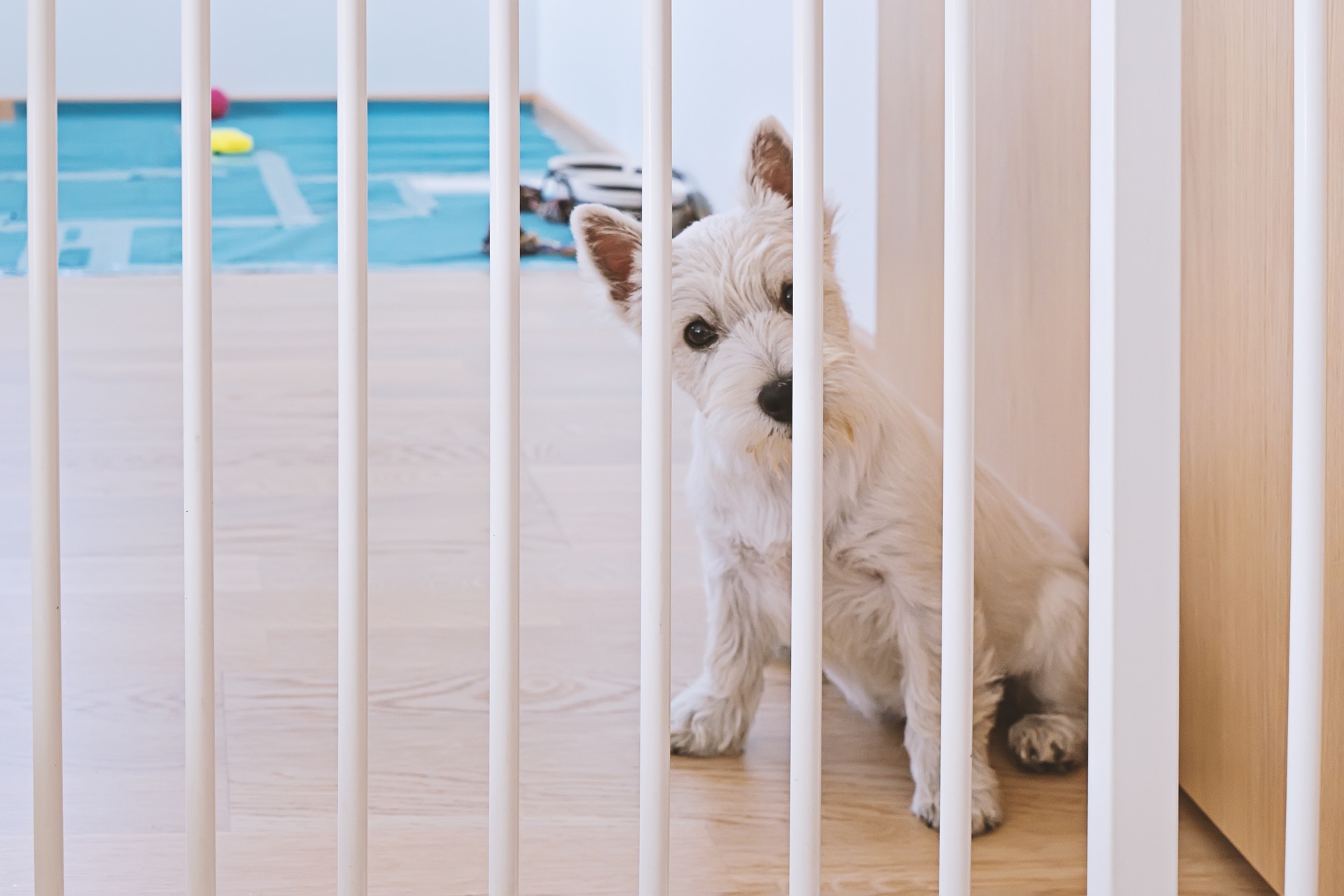 A blind dog sitting by a baby gate