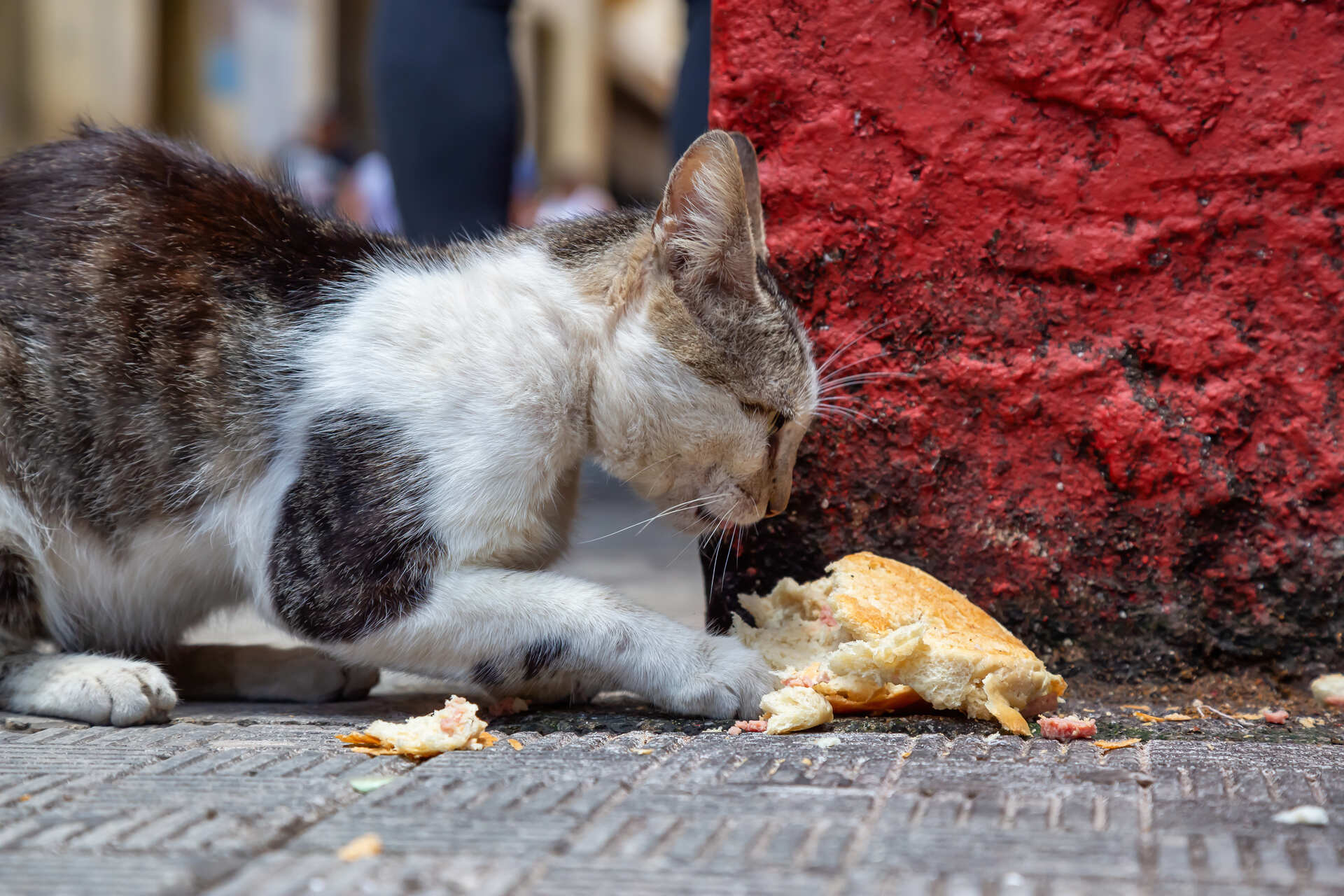 A cat eating leftovers from a city sidewalk