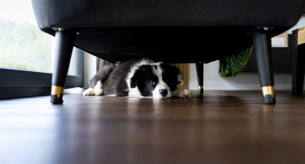 black and white dog hiding laying under a chair