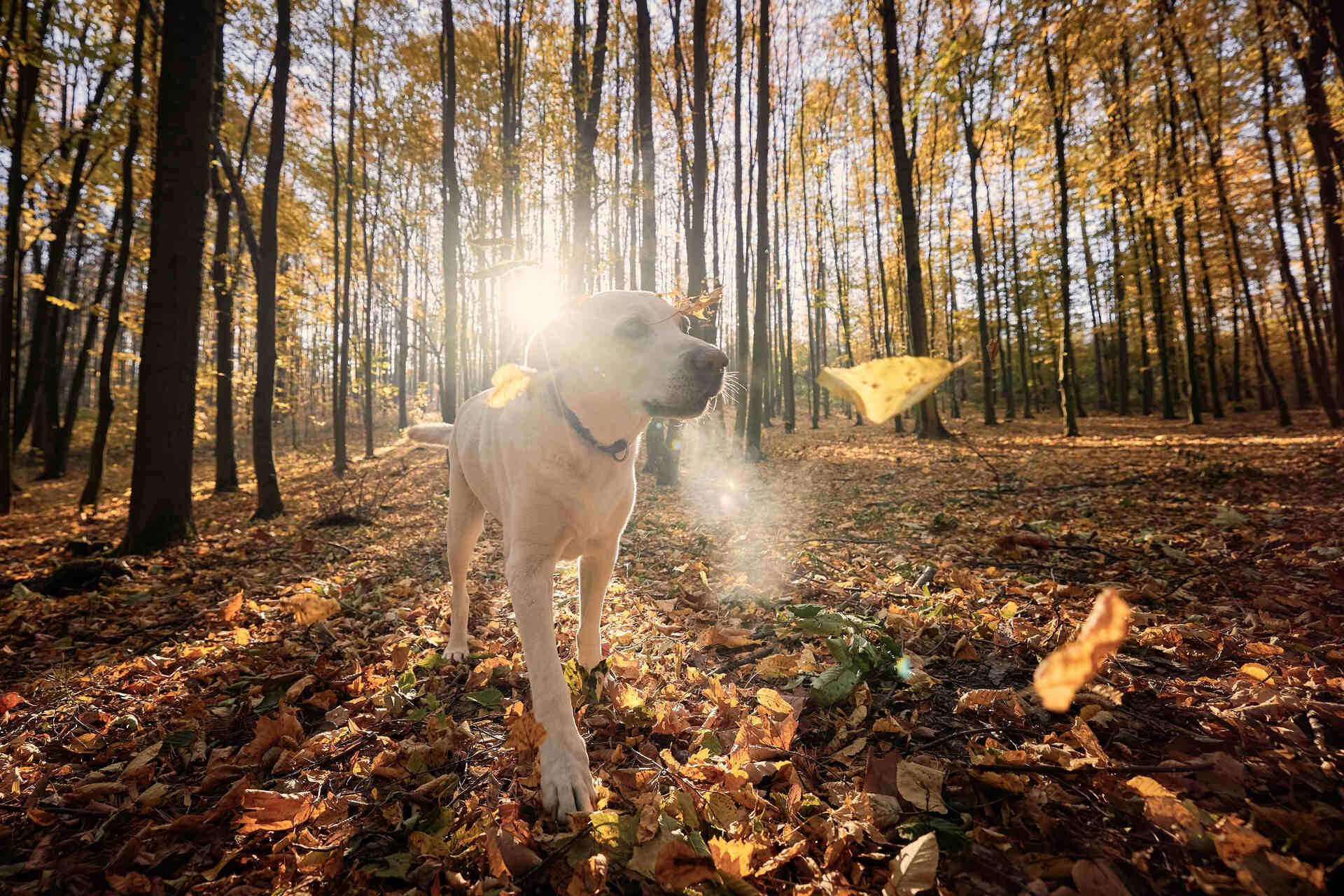 A dog wandering through a forest