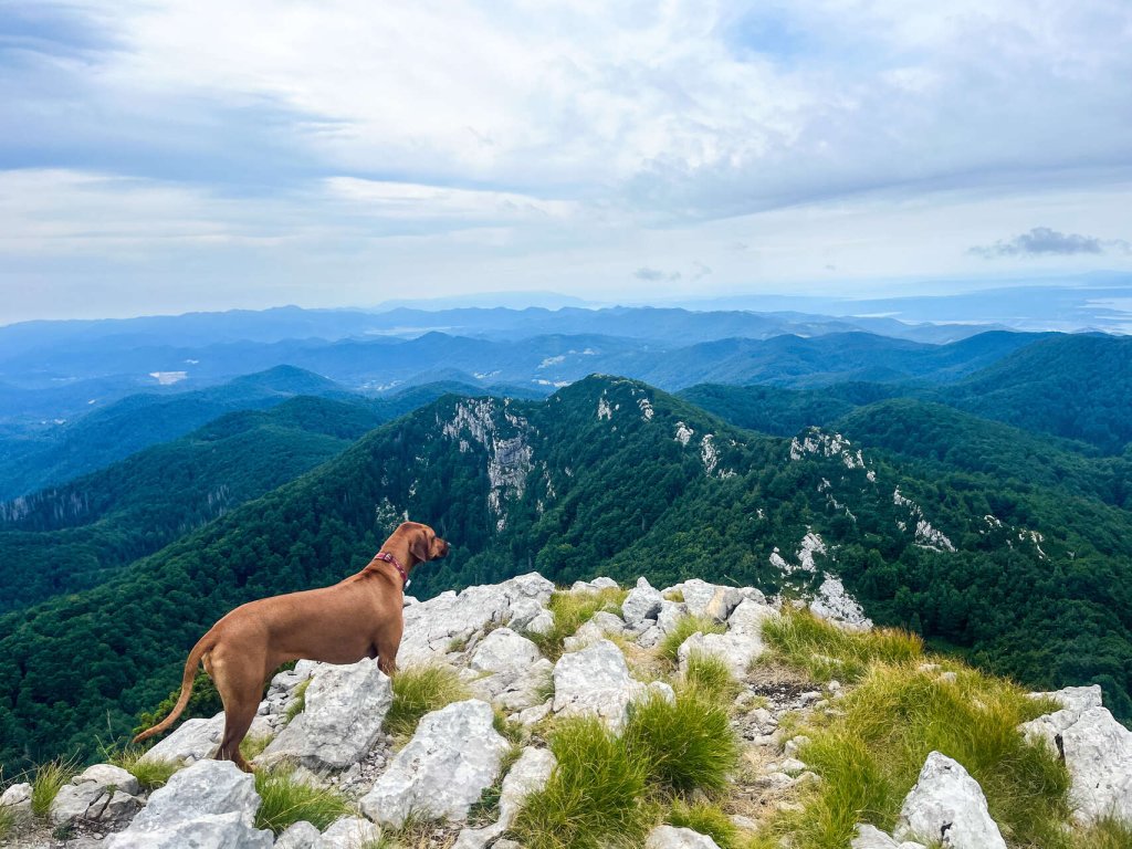A dog standing on top of a mountain overlooking a forest
