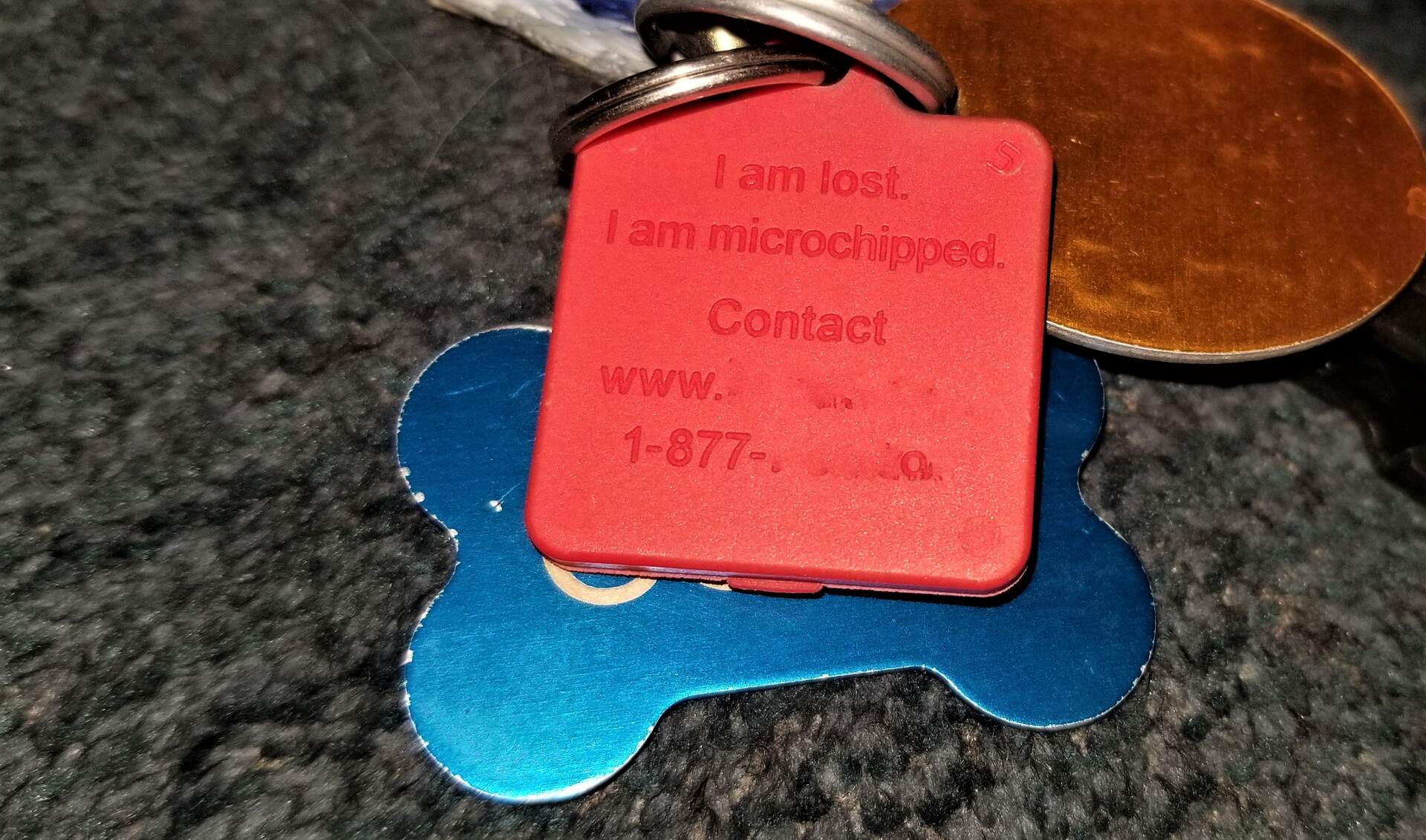 Dog ID tags containing microchip information