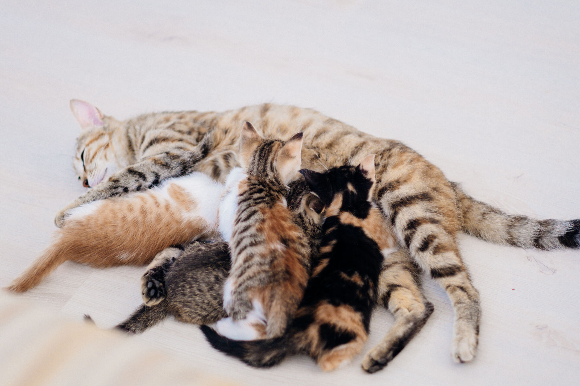 A cat with a litter of kittens