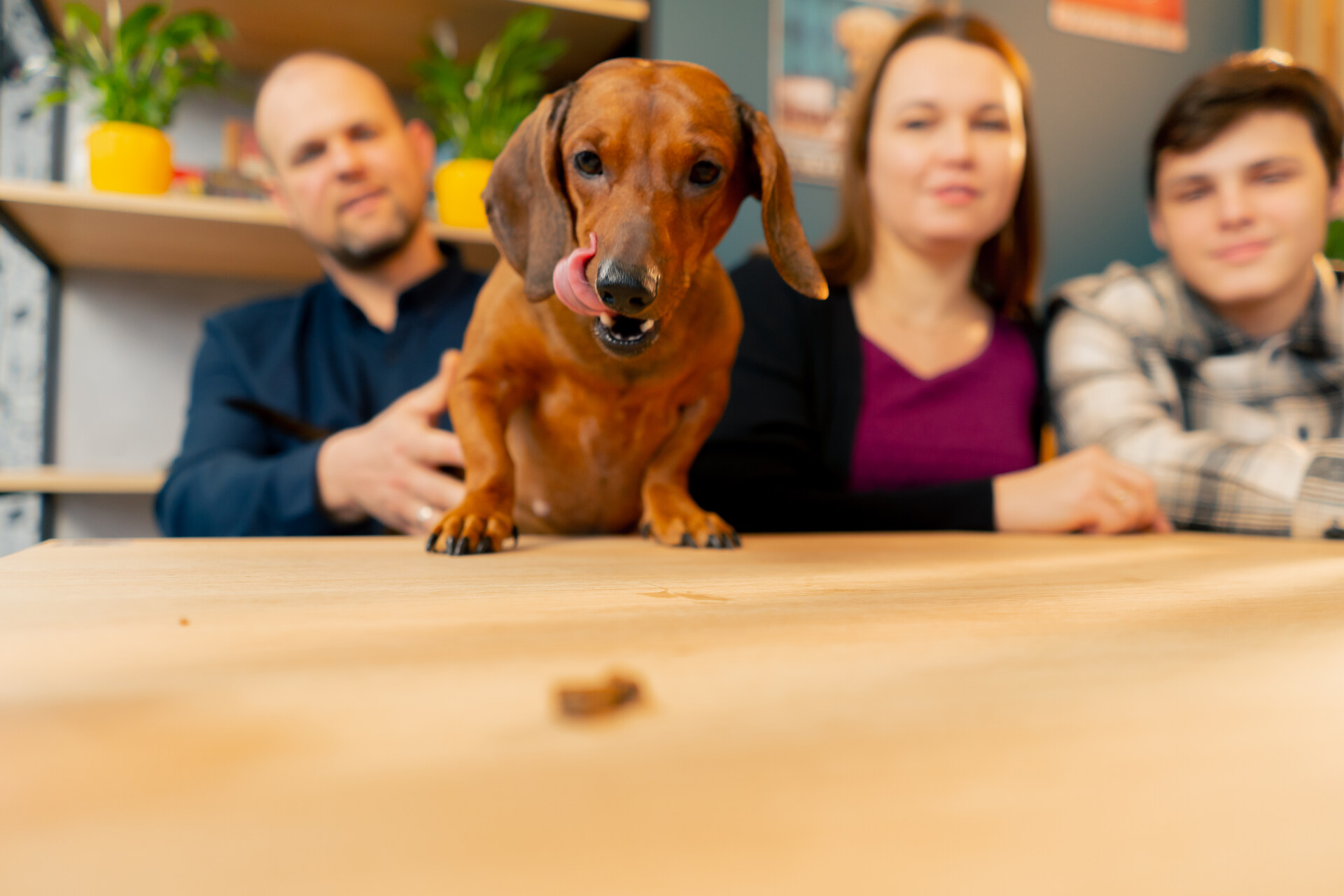 A dog reaching for food on a dining table