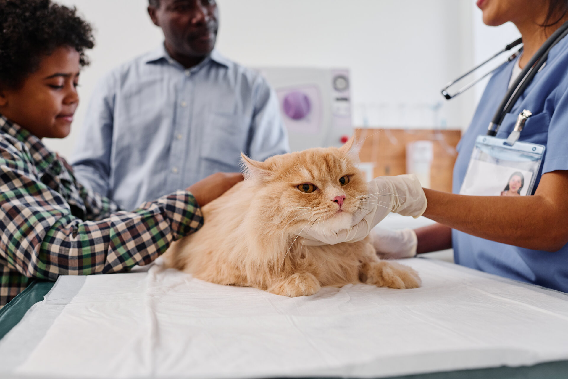 A vet examining a cat at a clinic