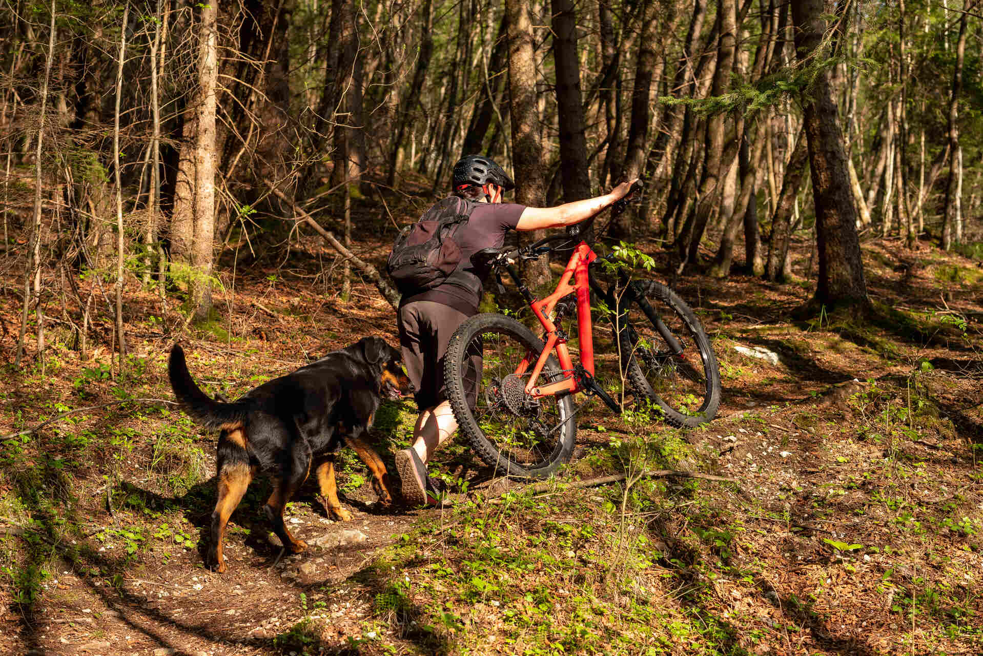 A woman bikejoring in a shaded forest path