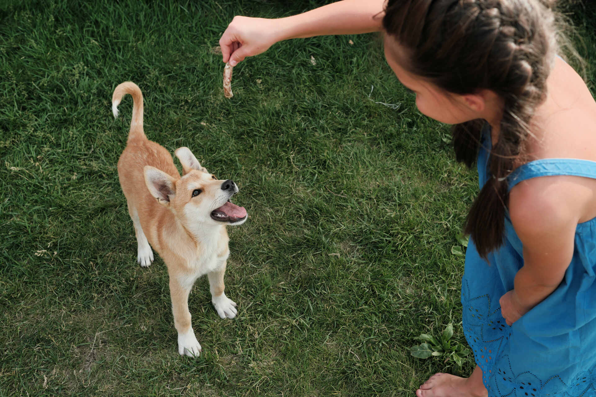 A girl feeding a stray dog