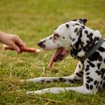 A girl giving a bone to a Dalmatian