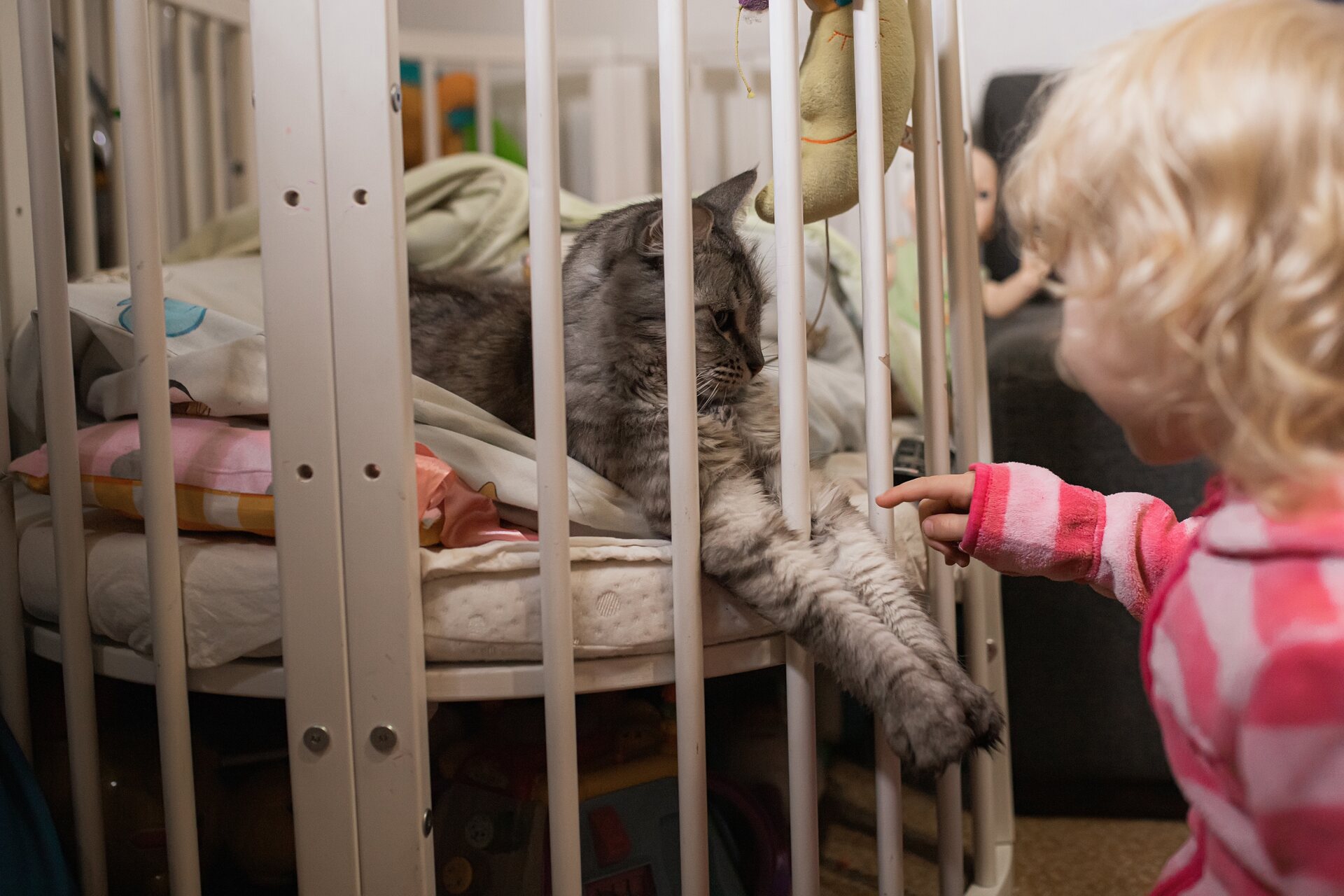 A little girl playing with a cat at a shelter