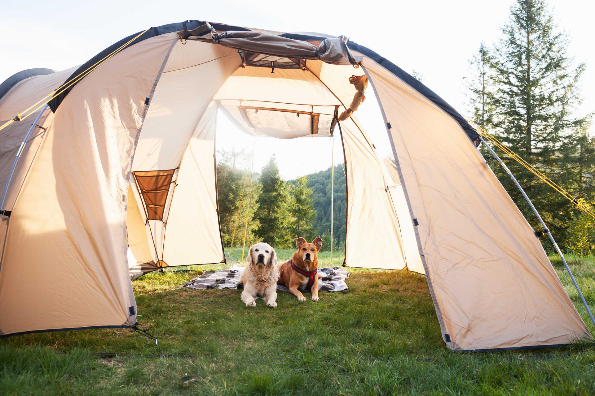 Two dogs sitting under a tent in a backyard
