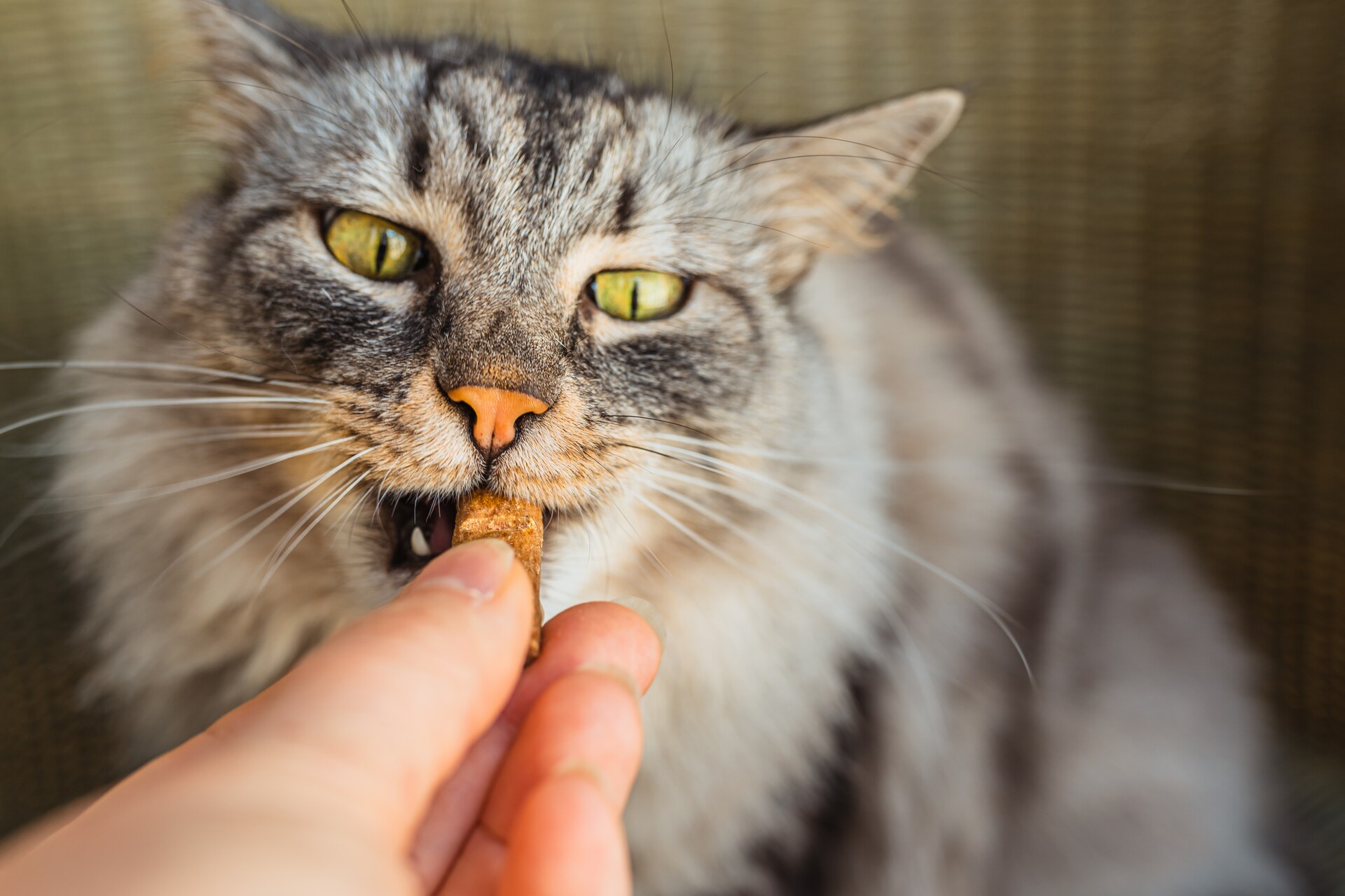 A grey cat eating a treat