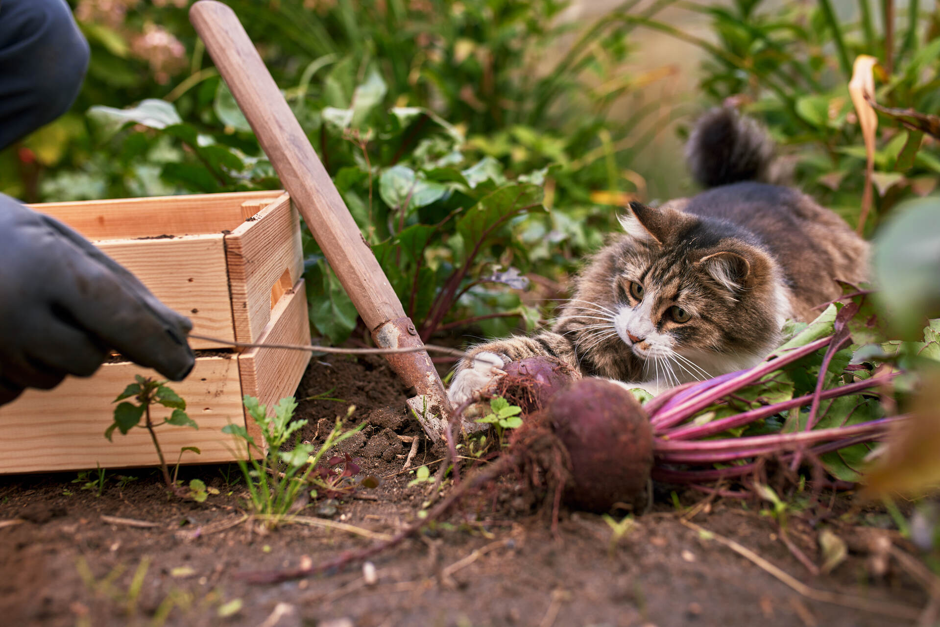 A cat exploring a garden