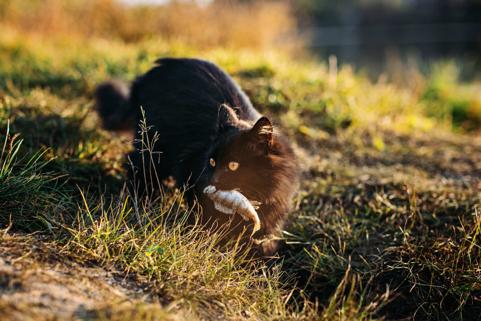 A cat with a fish in its mouth outdoors