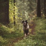 A dog running through the woods