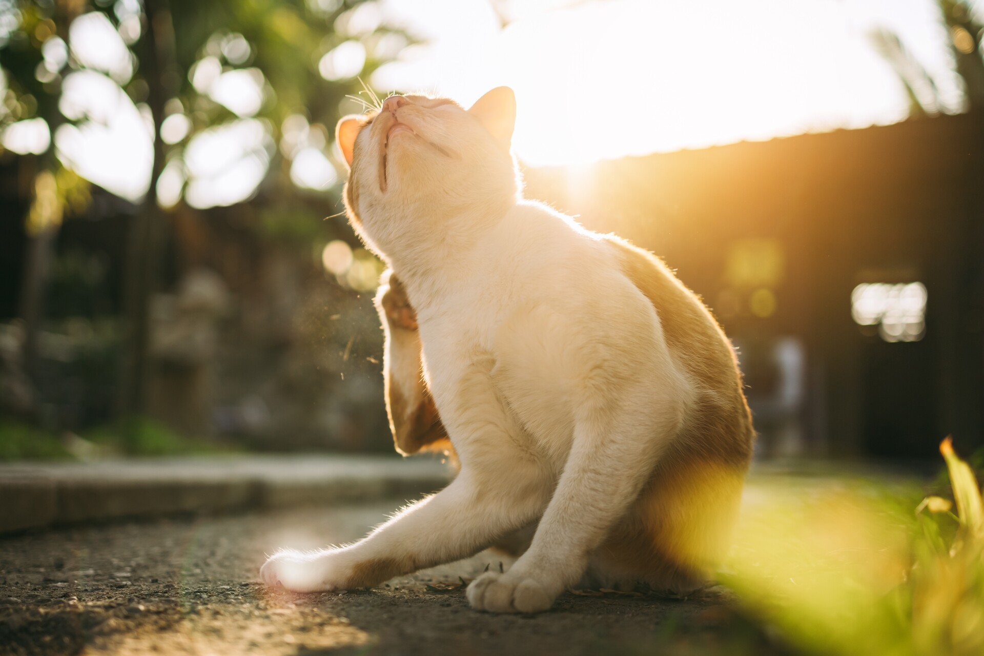 A cat scratching itself in a sunny spot