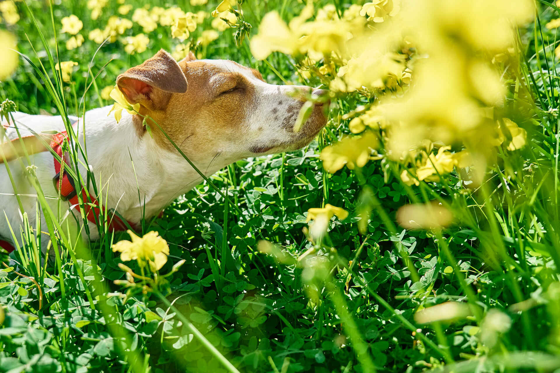 A dog sniffing flowers in a meadow
