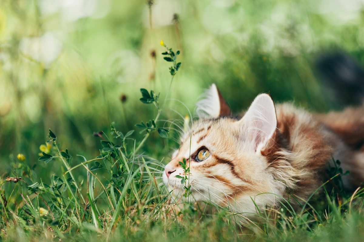 Kleine getigerte Katze liegt im Gras