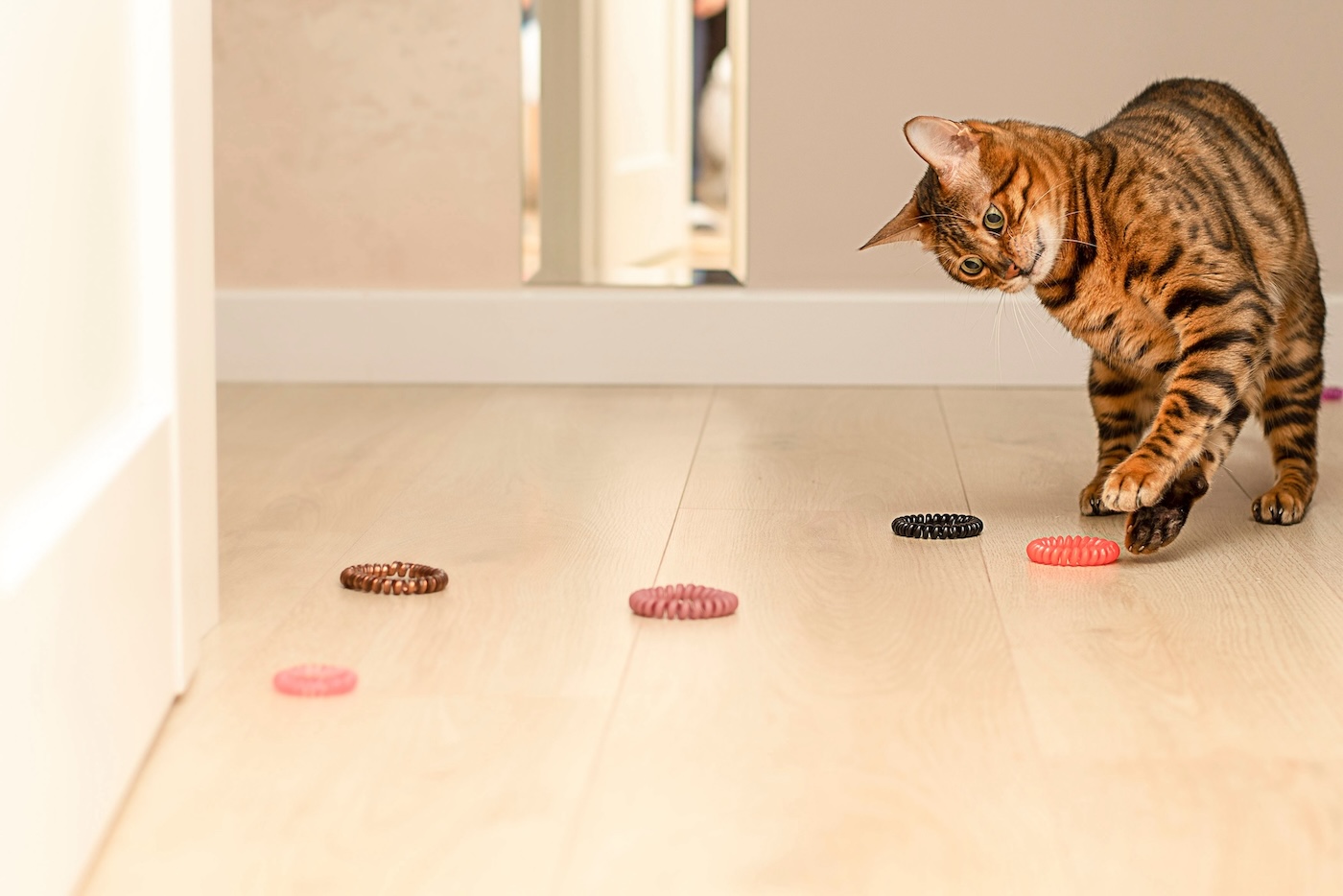 Schwarz-braun getigerte Katze spielt mit Haargummis am Boden