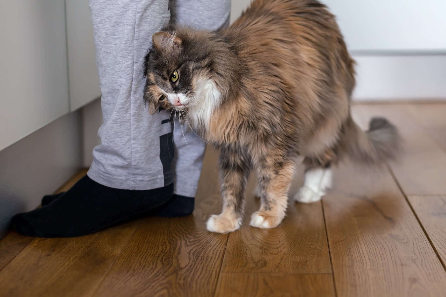 Zugelaufene Katze Will Nicht Mehr Weg Zugelaufene Katze will nicht mehr weg: Was tun? | Tractive