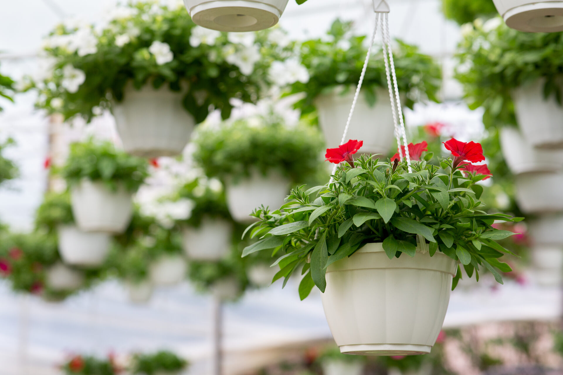 Potted plants hanging from the ceiling