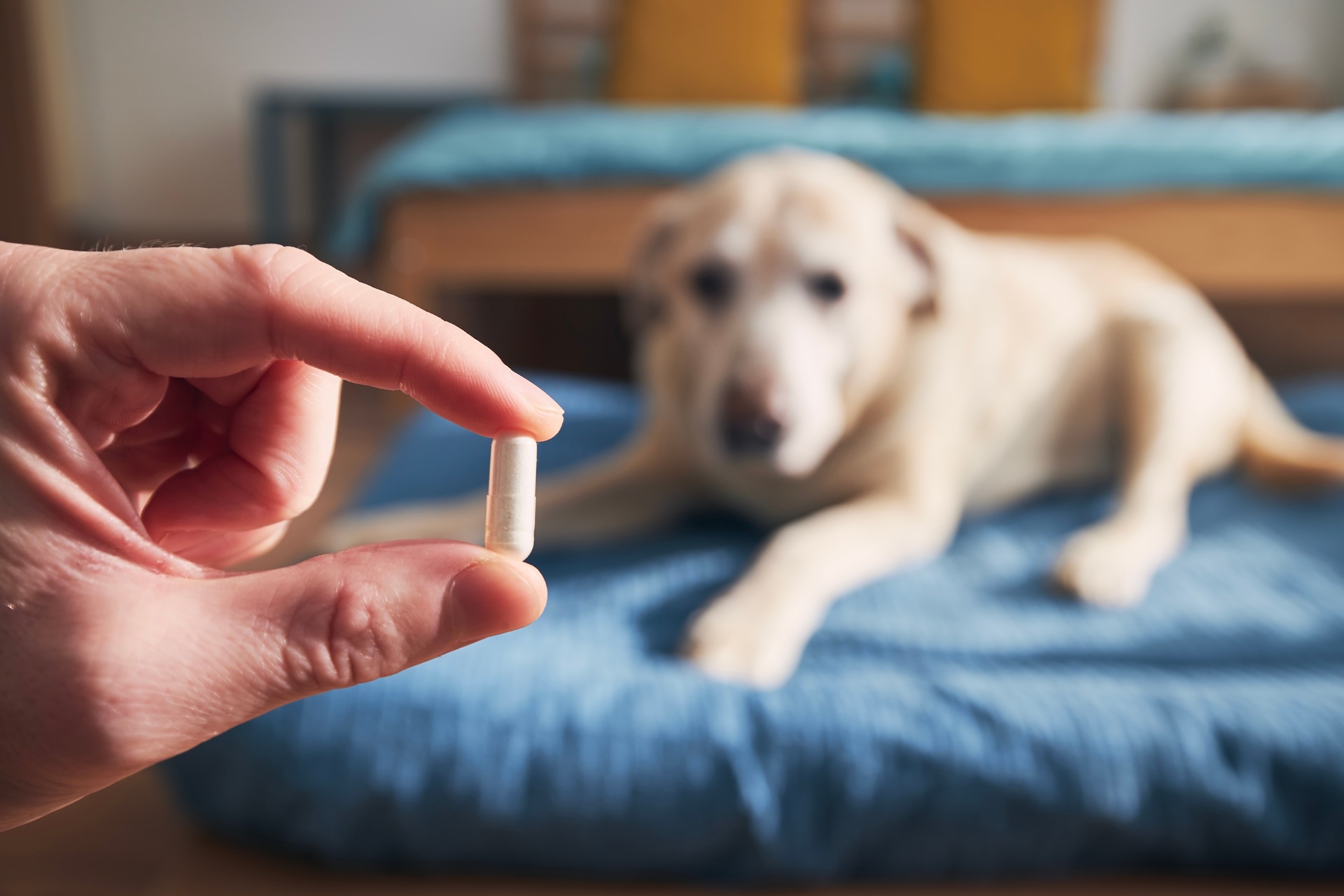 A man holding a pill with a dog in the background
