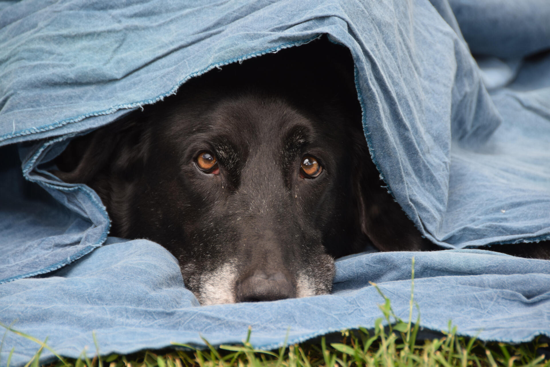 A dog sitting under a blue blanket