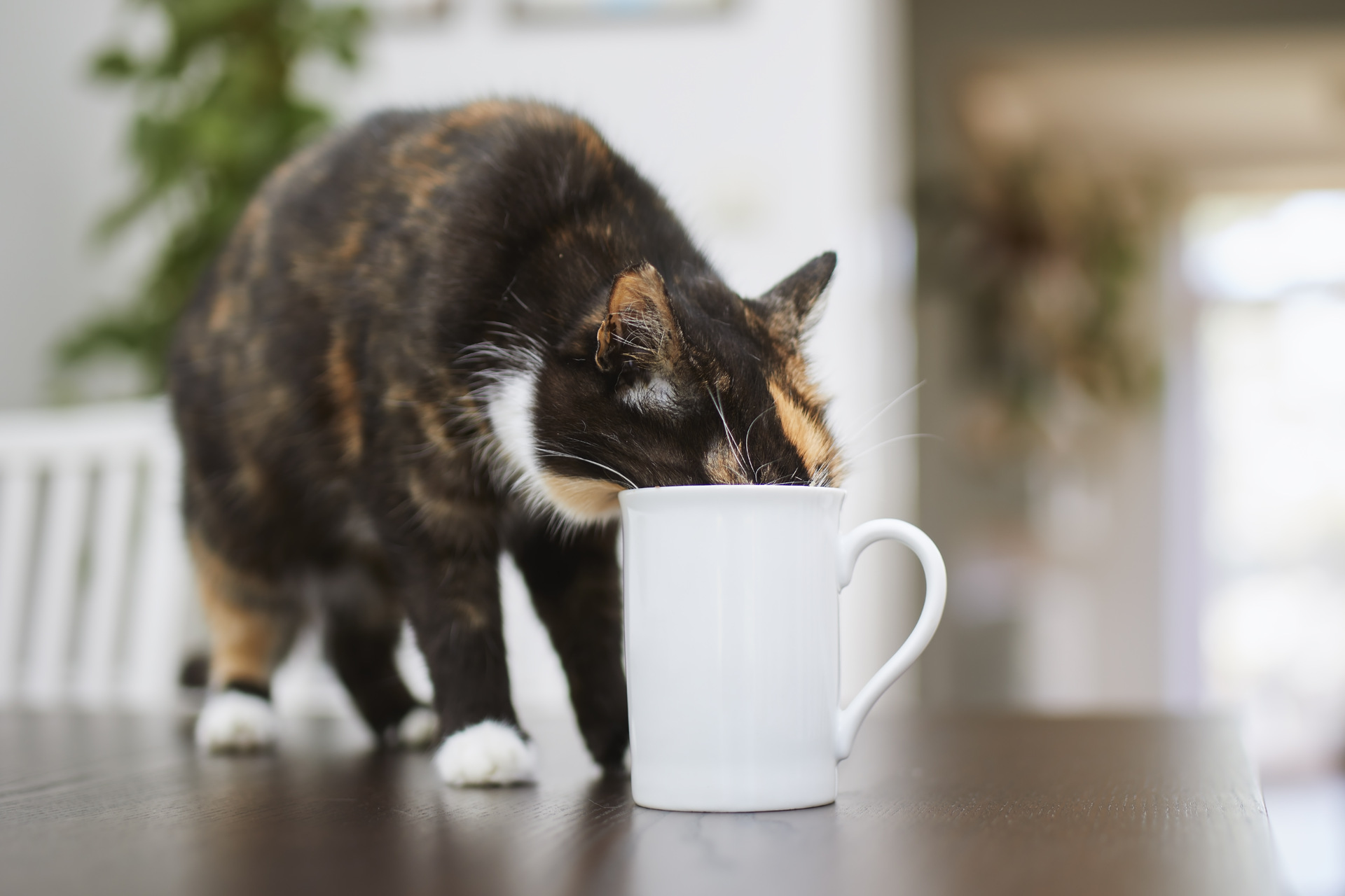 A cat drinking water from a cup