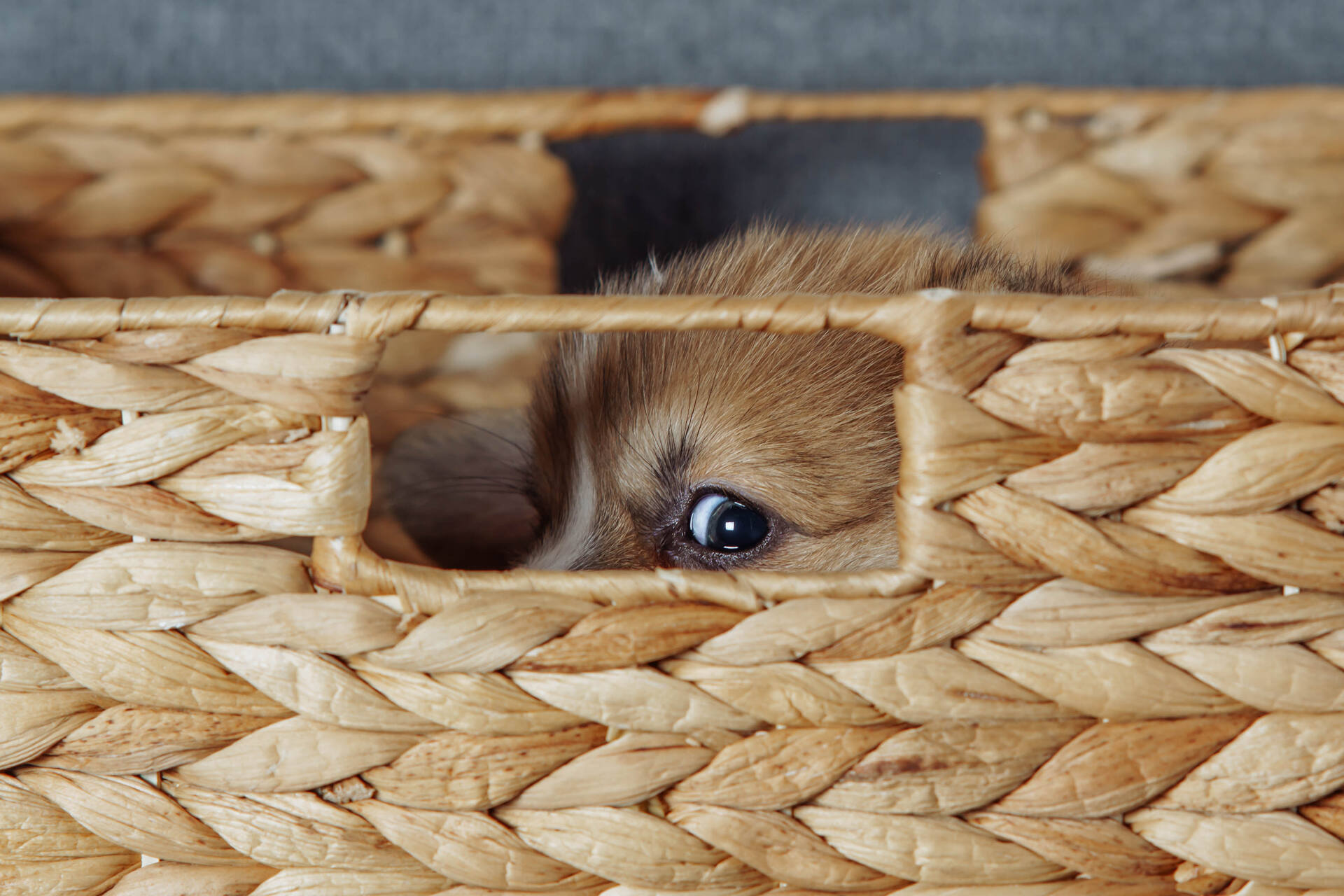 A scared puppy hiding in a wicker basket