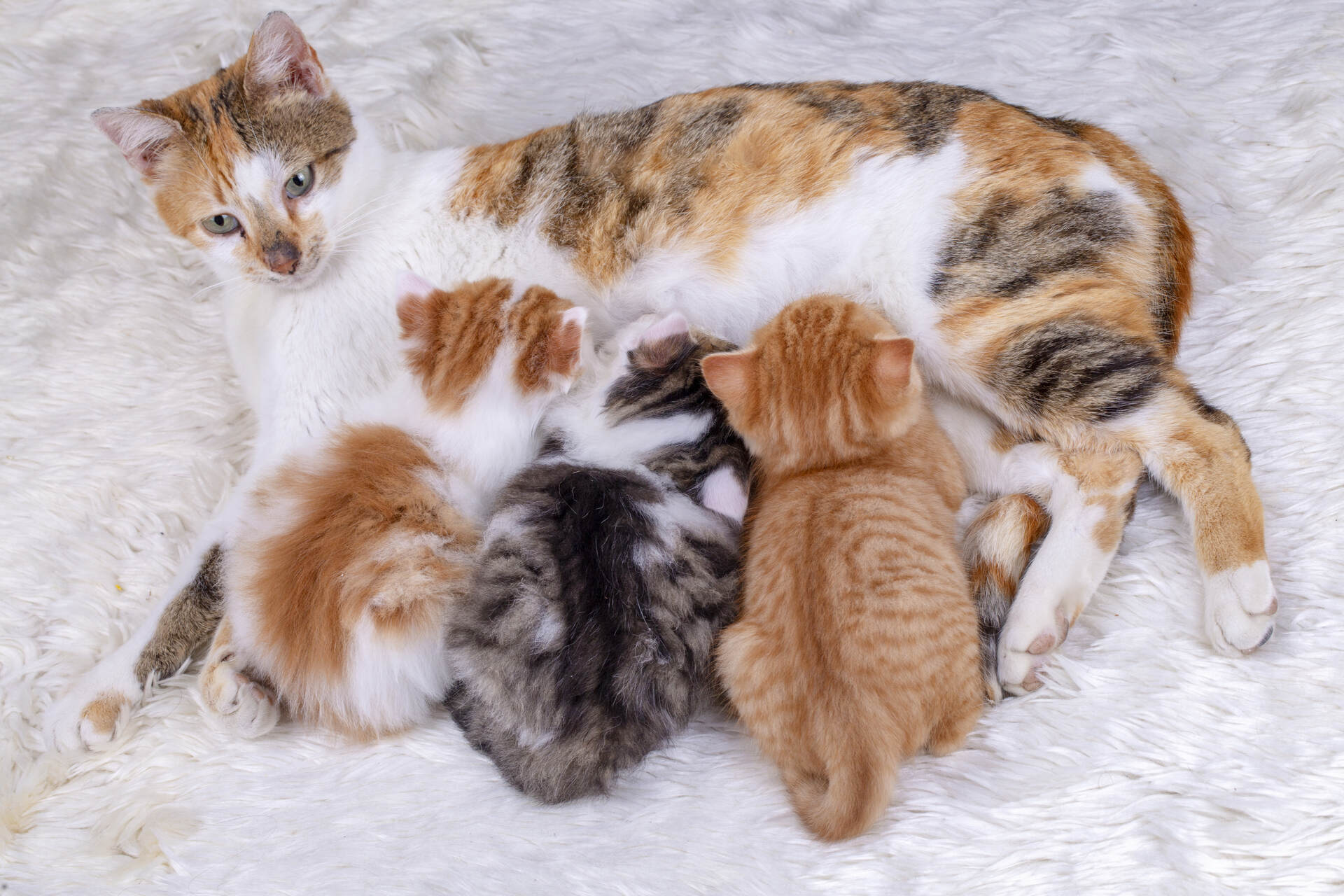 A mother cat nursing a litter of kittens