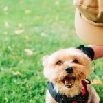 A small dog playing in a garden