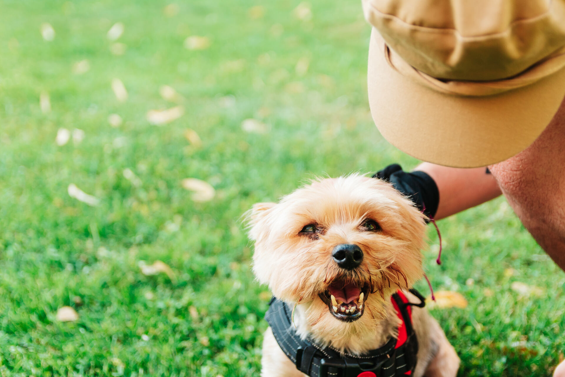 A man training a small dog outdoors