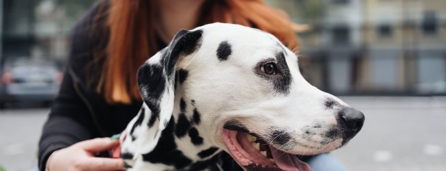 A woman hugging a Dalmatian on the street