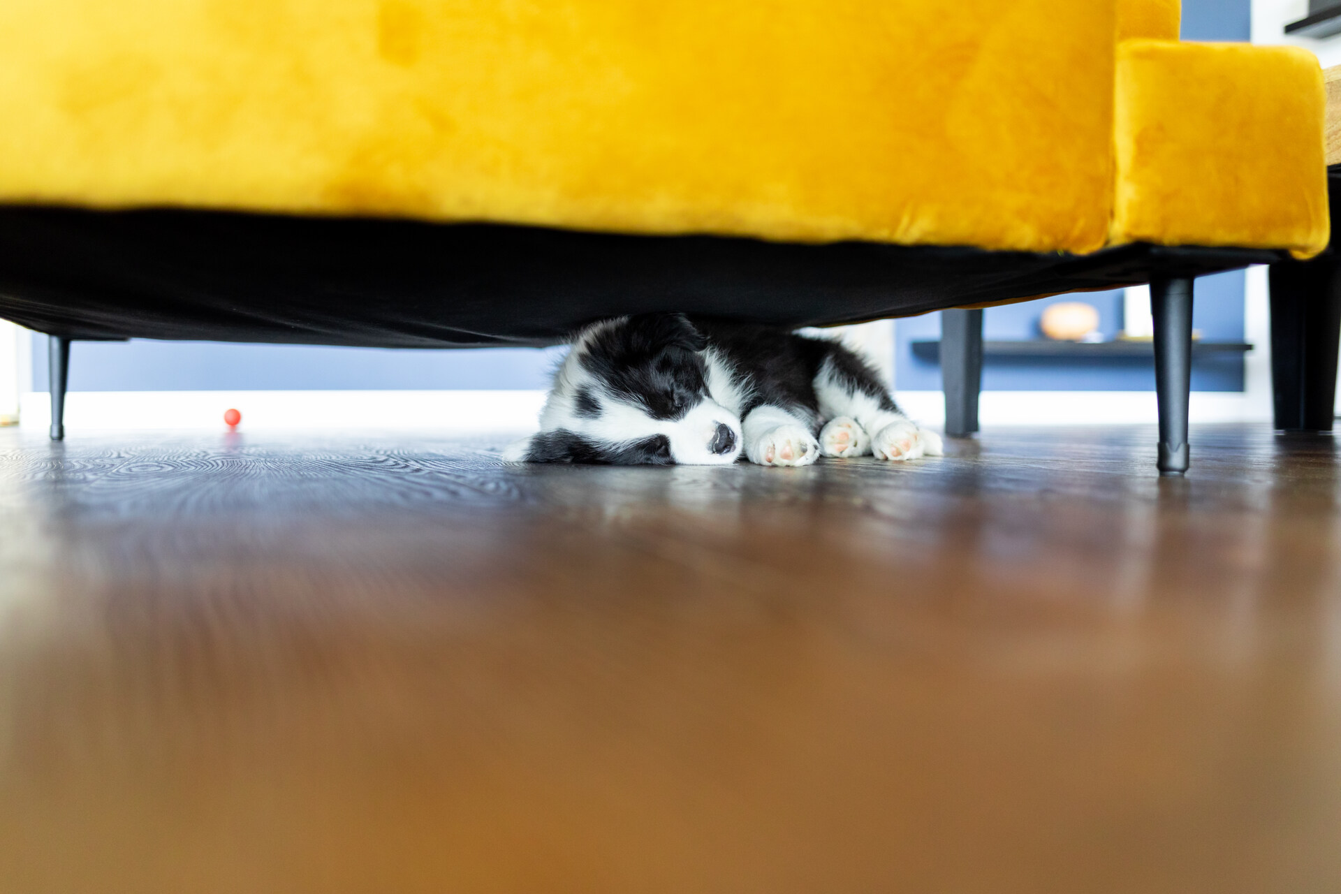 A small dog sleeping under a bed