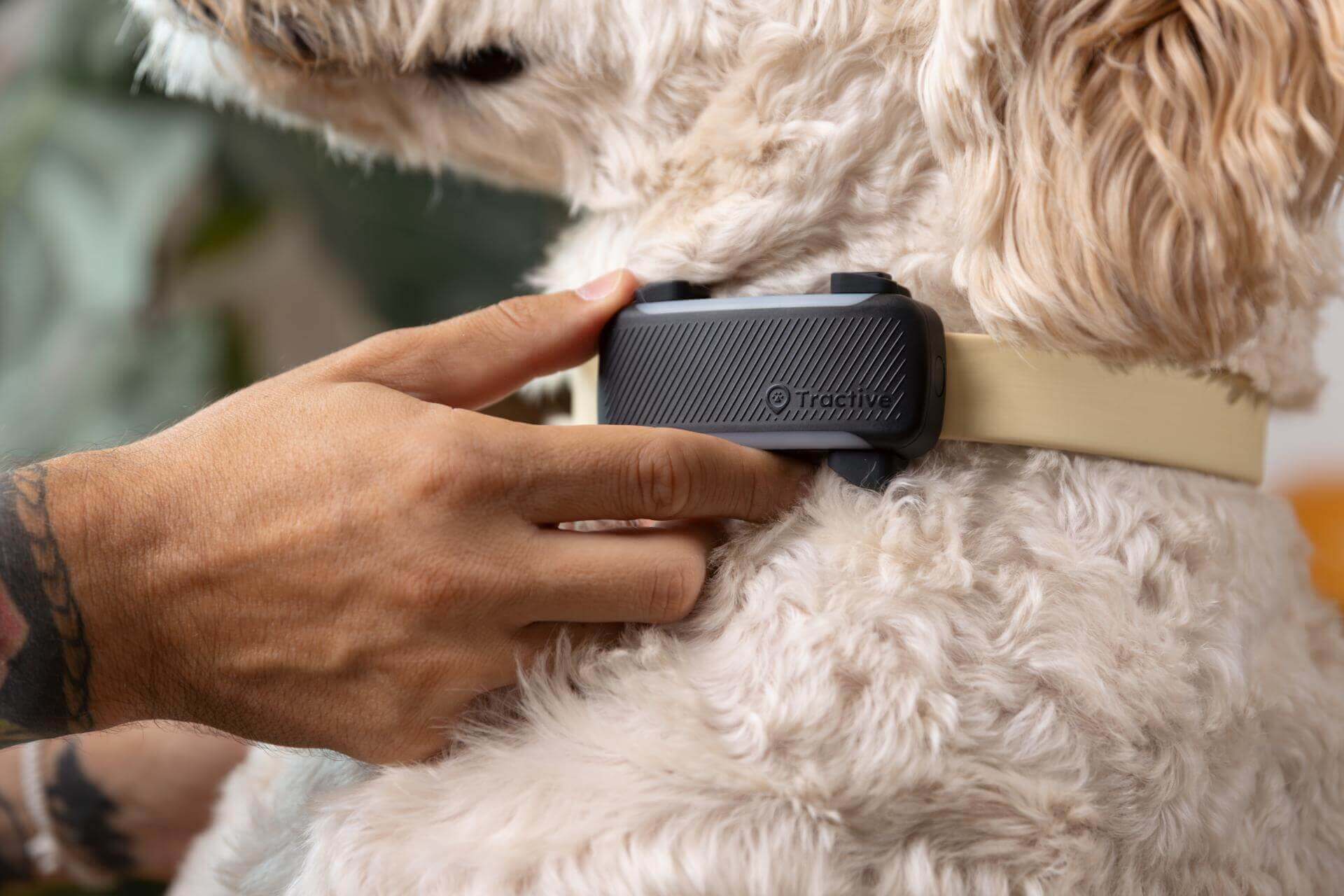 10 razones para equipar a tu perro con un localizador GPS - Tractive, image size:1920x1280