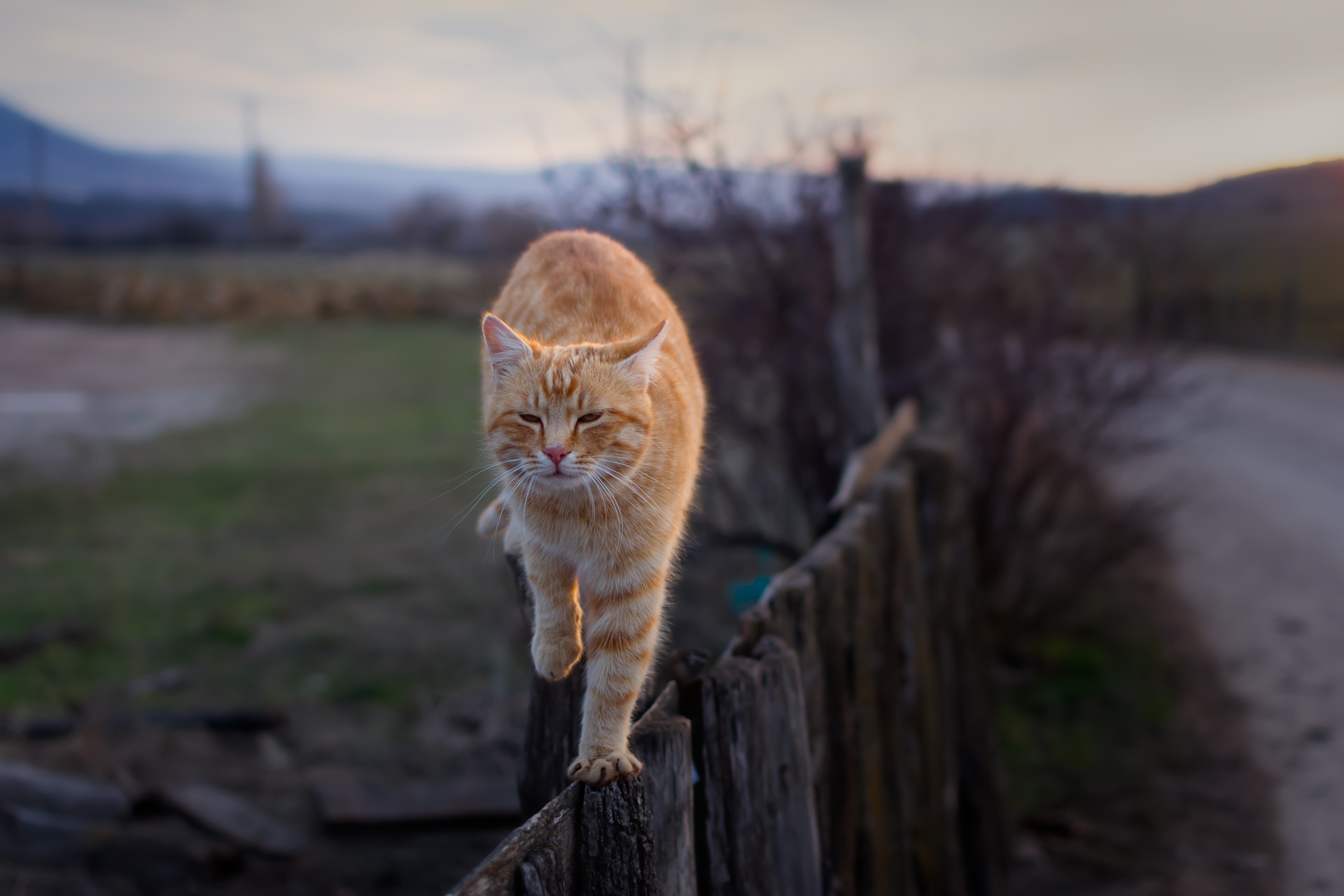 An outdoor cat walking on a fence