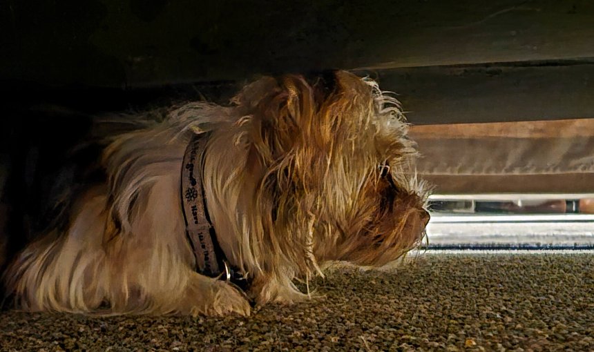 A dog hiding under a bed