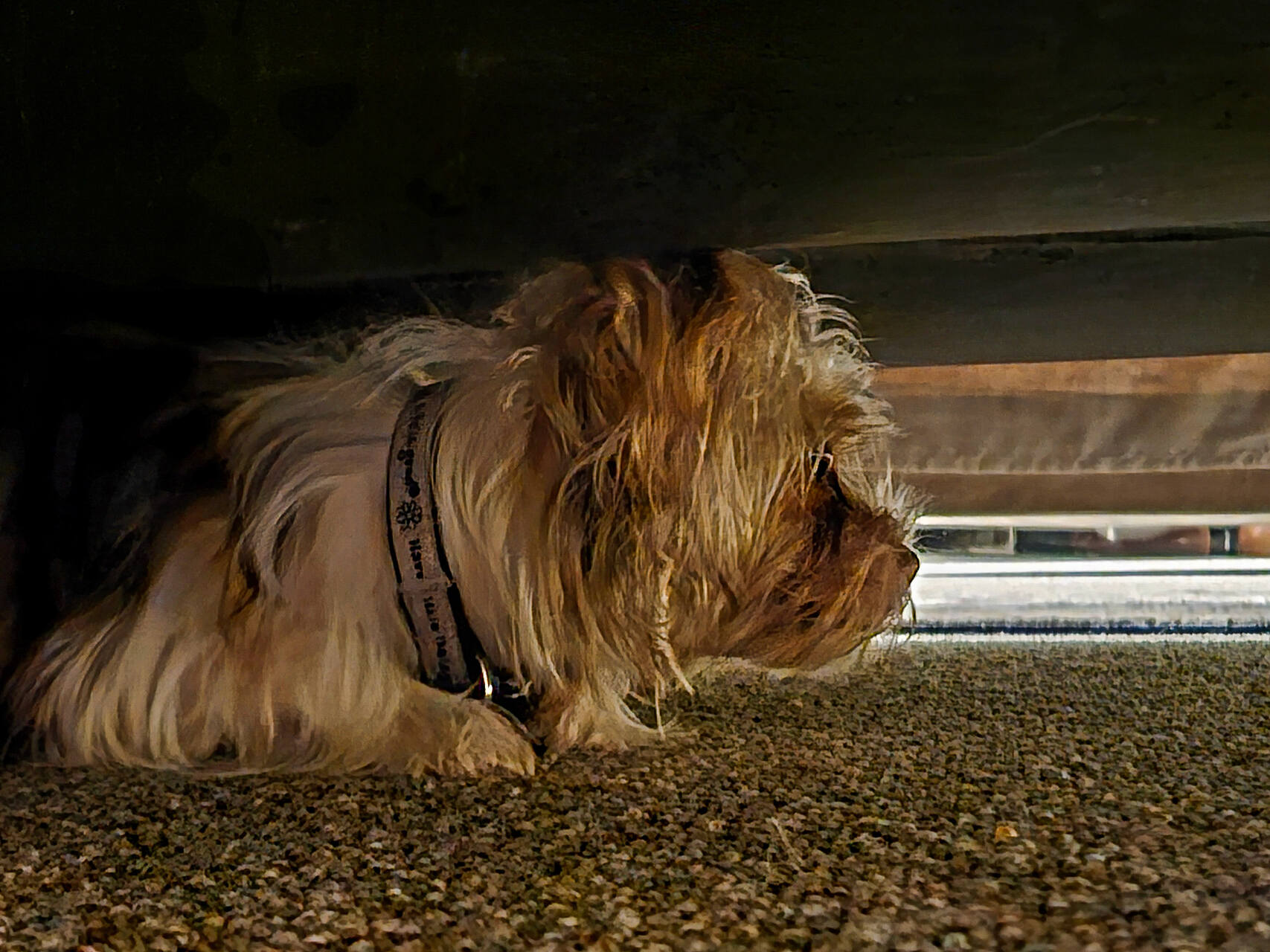 A frightened dog hiding under a bed