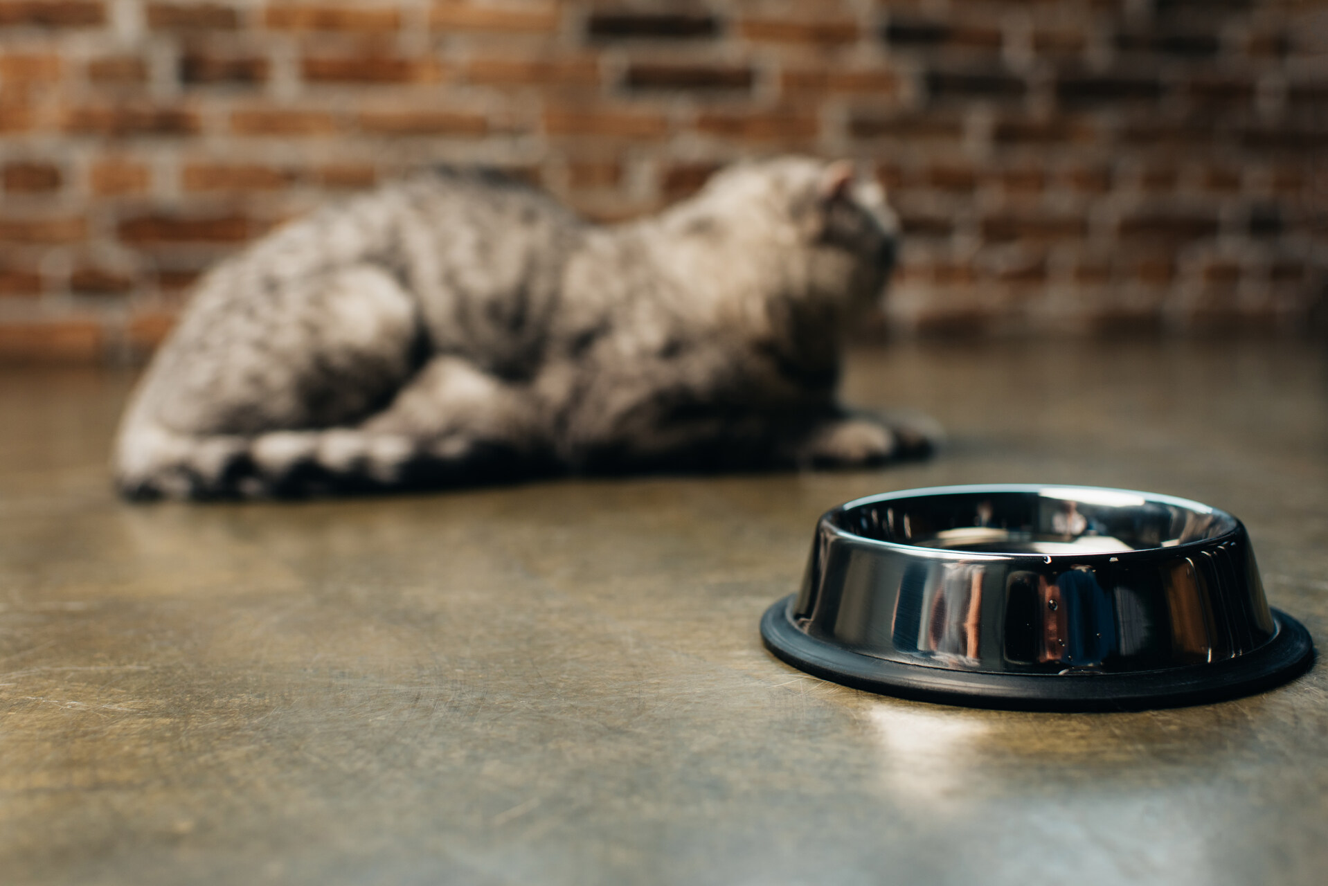 A cat sitting next to a food bowl refusing to eat