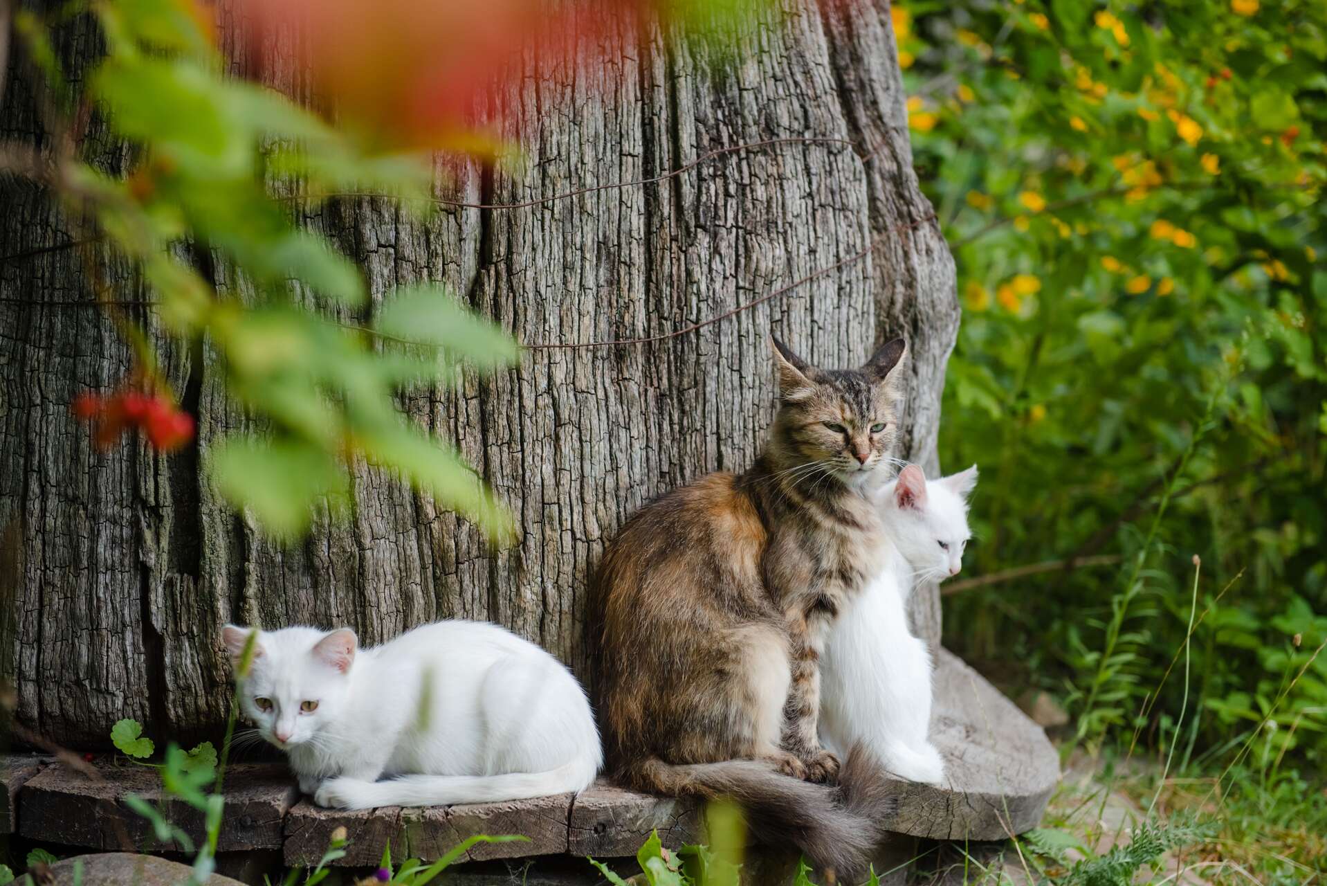 A group of three cats sitting by a tree