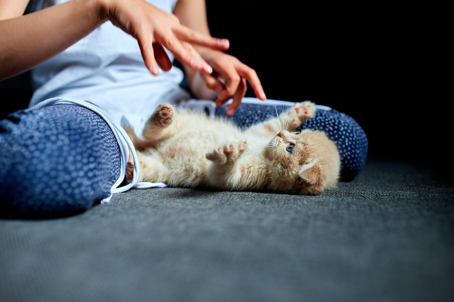 A child playing with a kitten