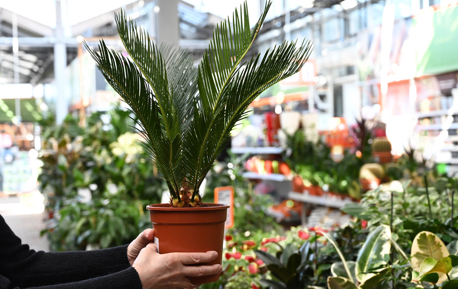 A woman holding a sago plant in a pot