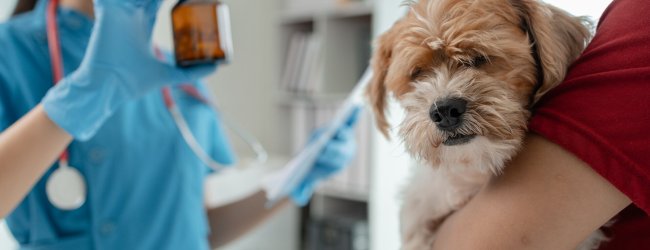 A vet explaining what is toxic to dogs