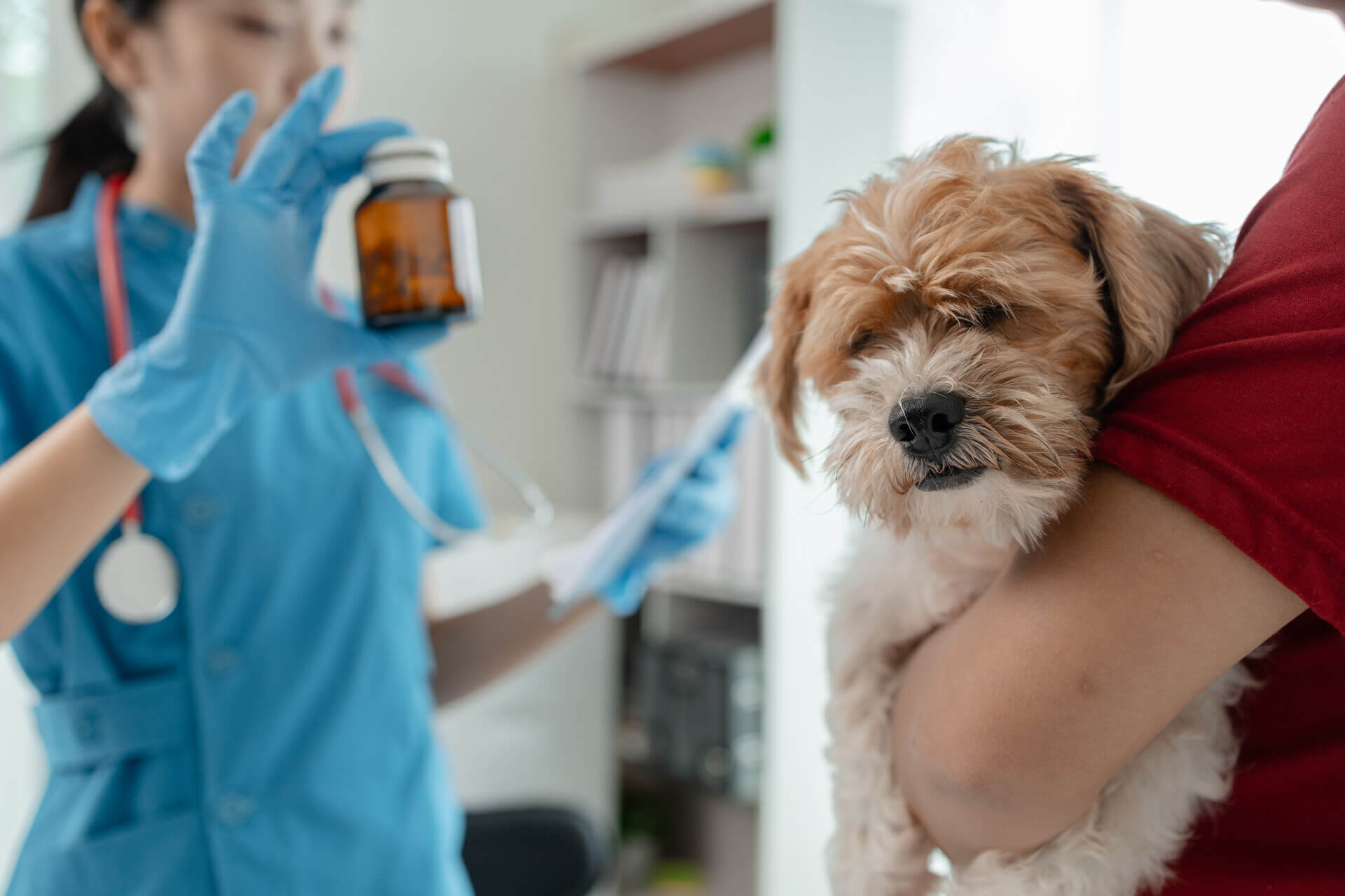 A vet explaining what is toxic to dogs