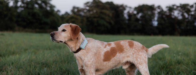A dog wearing a Tractive GPS tracker in a field