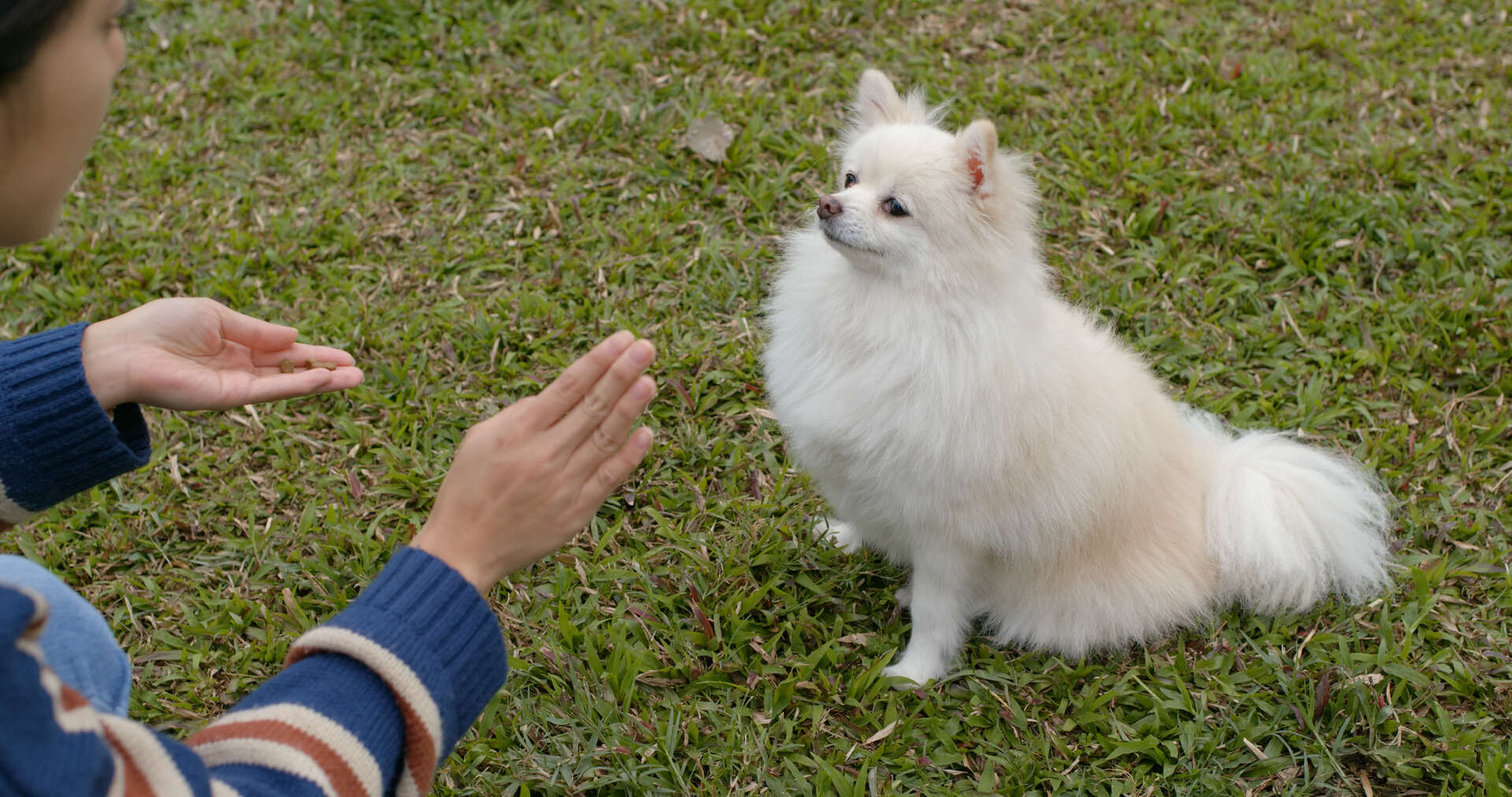 A woman training a deaf dog to come back when called