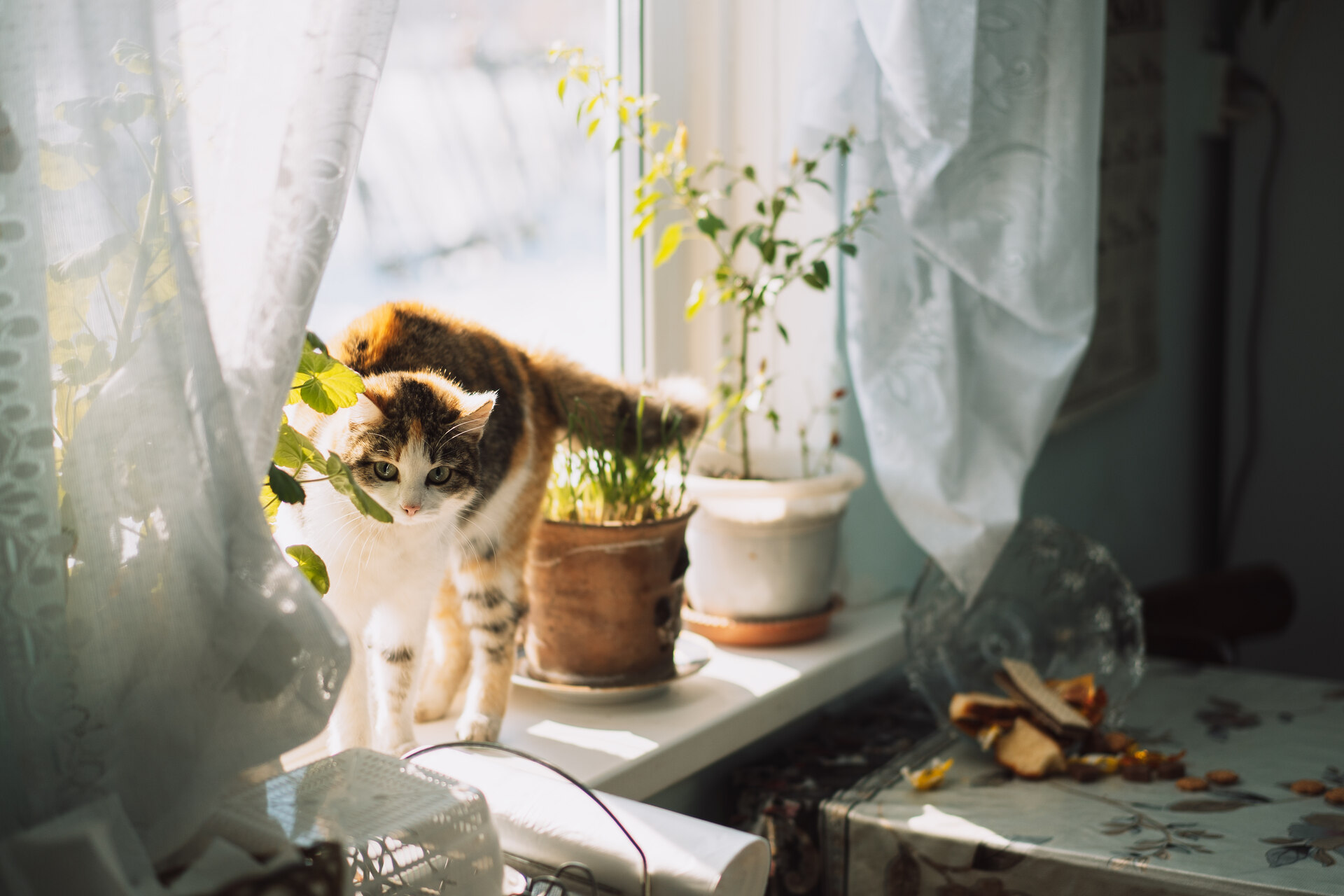 A bored cat sitting by a window indoors