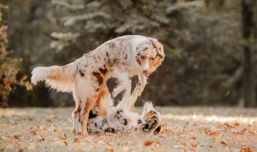 Two dogs in heat play fighting together
