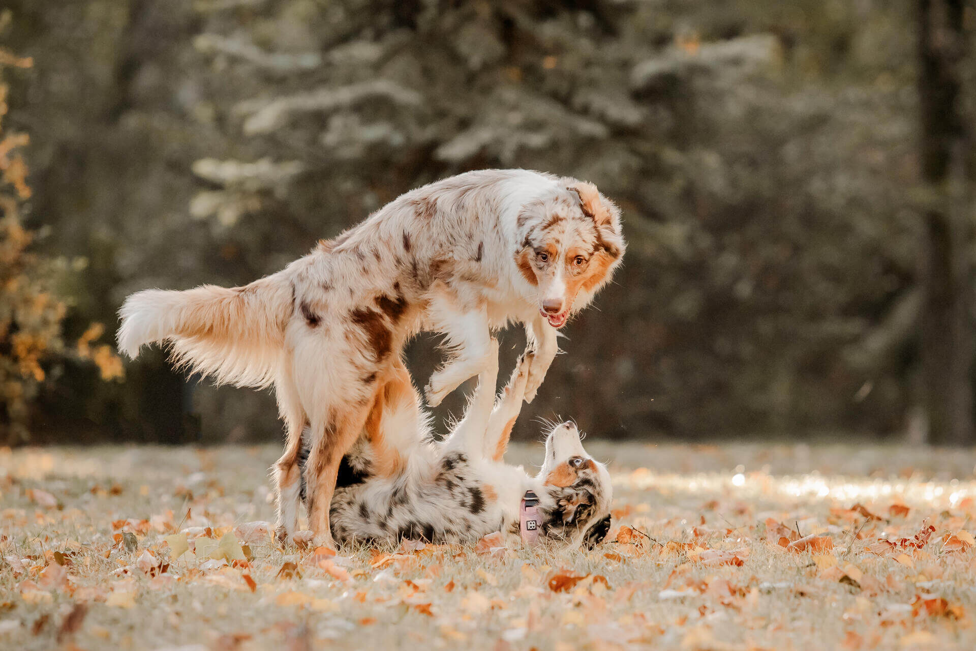 how often do dog get their period